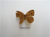 藏品(稻眉眼蝶)的圖片